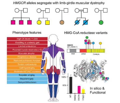 基因發(fā)現(xiàn)導(dǎo)致 9 名患者被診斷患有罕見(jiàn)的肌營(yíng)養(yǎng)不良癥