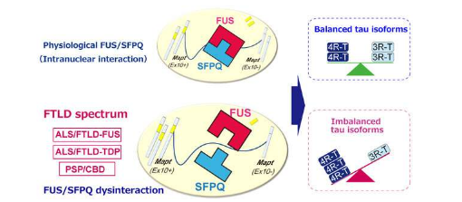 揭開 tau 蛋白治療神經(jīng)退行性疾病的神秘面紗