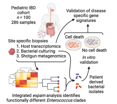 確定微生物組在炎癥性腸病中的作用