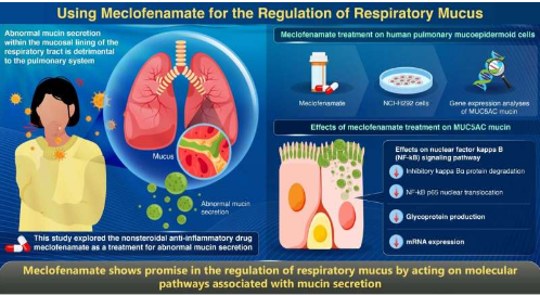 重新利用甲氯芬那治療異常呼吸道粘液