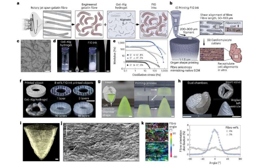 注入纖維的墨水使 3D 打印的心肌能夠跳動