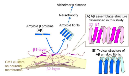 揭開阿爾茨海默病催化劑作為β淀粉樣原纖維的編織者的作用