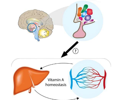 研究人員發(fā)現(xiàn)大腦控制體內(nèi)維生素平衡