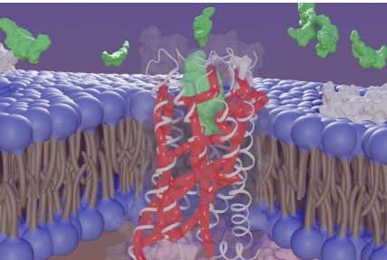 科學(xué)家發(fā)現(xiàn)細(xì)胞表面受體上的新活性區(qū)域 擴(kuò)大了治療心臟病的藥物靶點(diǎn)范圍