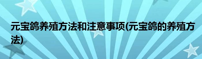 元寶鴿養(yǎng)殖方法和注意事項(xiàng)(元寶鴿的養(yǎng)殖方法)