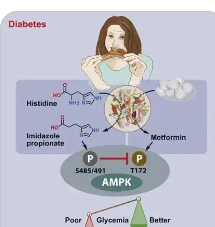 藥物生物蓄積改變微生物組的代謝