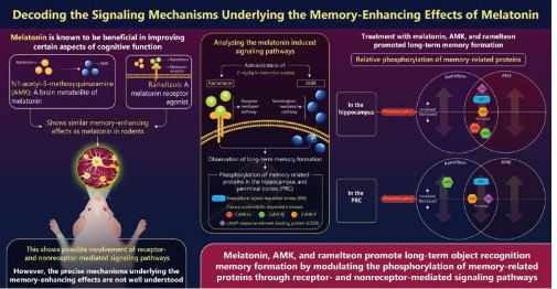 褪黑激素及其衍生物被發(fā)現(xiàn)可以增強(qiáng)長期物體識別記憶