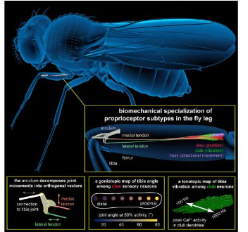研究揭示了支撐果蠅本體感覺的新機(jī)械和神經(jīng)過程