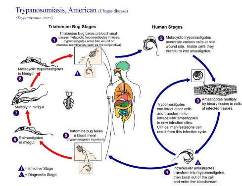更強(qiáng)的治療方法可以治愈恰加斯病