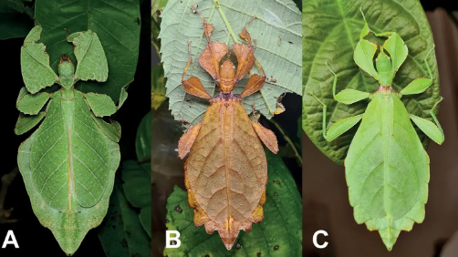 科學(xué)家發(fā)現(xiàn) 7 種神秘的行走葉子新物種