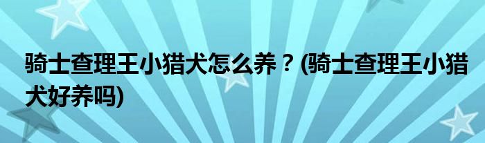 騎士查理王小獵犬怎么養(yǎng)？(騎士查理王小獵犬好養(yǎng)嗎)