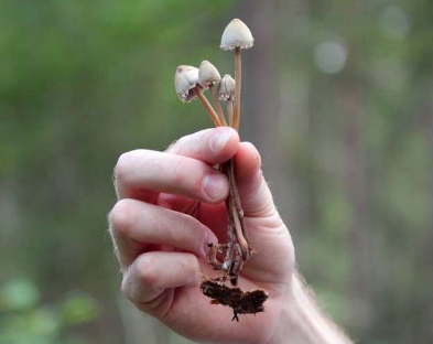 裸蓋菇素是治療難治性抑郁癥的一種有前途的療法嗎