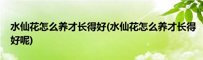 水仙花怎么養(yǎng)才長得好(水仙花怎么養(yǎng)才長得好呢)