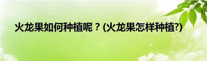 火龍果如何種植呢？(火龍果怎樣種植?)