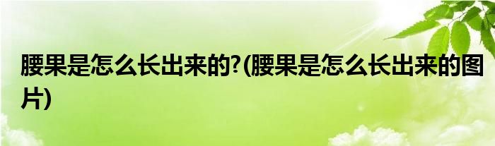 腰果是怎么長(zhǎng)出來的?(腰果是怎么長(zhǎng)出來的圖片)