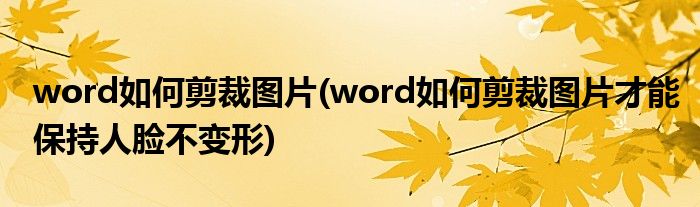 word如何剪裁圖片(word如何剪裁圖片才能保持人臉不變形)