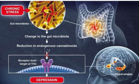 腸道微生物群在大腦功能和情緒調節(jié)中發(fā)揮作用