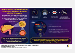 揭示高血糖引起的低氧條件與2型糖尿病胰島素分泌受損之間的關(guān)系