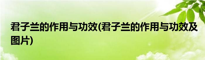 君子蘭的作用與功效(君子蘭的作用與功效及圖片)