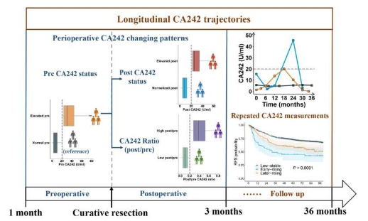 CA242圍手術(shù)期變化模式和縱向軌跡與結(jié)直腸癌預(yù)后的關(guān)系