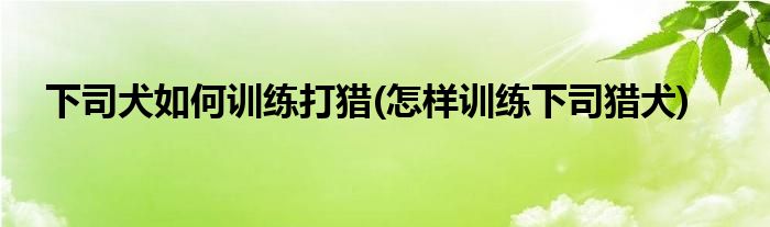 下司犬如何訓(xùn)練打獵(怎樣訓(xùn)練下司獵犬)