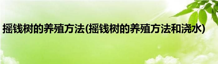 搖錢樹的養(yǎng)殖方法(搖錢樹的養(yǎng)殖方法和澆水)