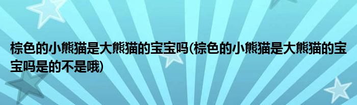 棕色的小熊貓是大熊貓的寶寶嗎(棕色的小熊貓是大熊貓的寶寶嗎是的不是哦)