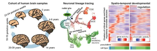 構(gòu)建第一個人類大腦皮層從出生前到成年的細(xì)胞發(fā)育多組圖譜