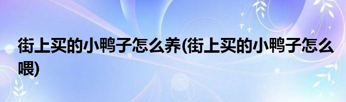 街上買的小鴨子怎么養(yǎng)(街上買的小鴨子怎么喂)