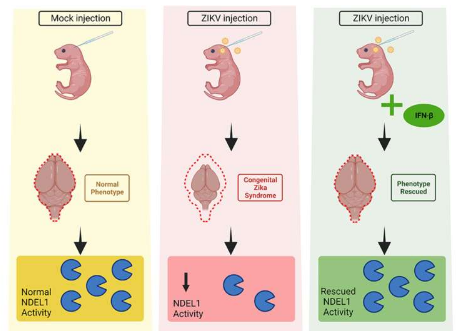 研究發(fā)現(xiàn)寨卡病毒感染后代中一種關(guān)鍵酶的活性降低與小頭畸形有關(guān)