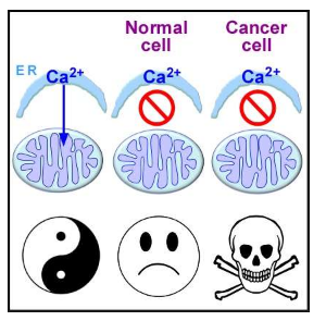 阻斷鈣向細(xì)胞動(dòng)力室的轉(zhuǎn)移可選擇性殺死癌細(xì)胞