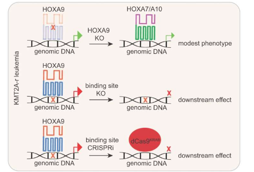 研究揭示了高危兒童白血病中致癌 HOXA9 蛋白的功能靶標