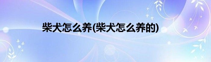 柴犬怎么養(yǎng)(柴犬怎么養(yǎng)的)