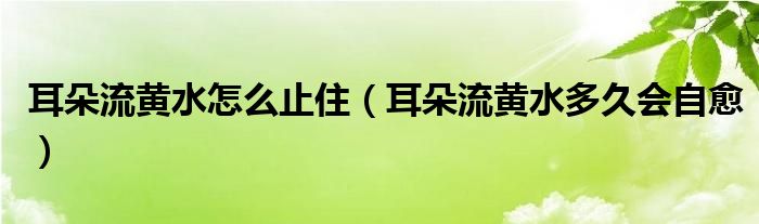 耳朵流黃水怎么止住（耳朵流黃水多久會自愈）