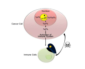 核 DNA 被切割并激活免疫系統(tǒng)攻擊癌細(xì)胞
