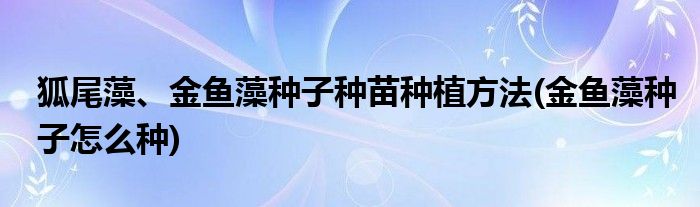 狐尾藻、金魚藻種子種苗種植方法(金魚藻種子怎么種)