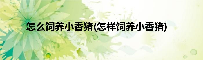 怎么飼養(yǎng)小香豬(怎樣飼養(yǎng)小香豬)