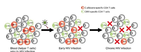 念珠菌特異性輔助 T 細(xì)胞是 HIV 的優(yōu)先和早期目標(biāo)