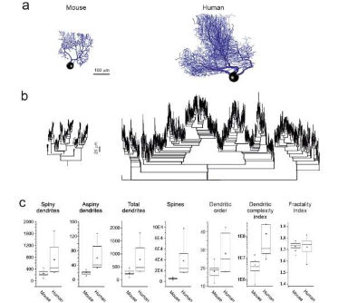 比較人類(lèi)和小鼠浦肯野細(xì)胞以更好地了解人類(lèi)大腦的復(fù)雜性