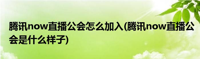 騰訊now直播公會怎么加入(騰訊now直播公會是什么樣子)