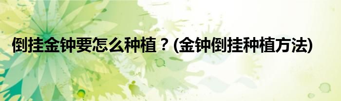 倒掛金鐘要怎么種植？(金鐘倒掛種植方法)