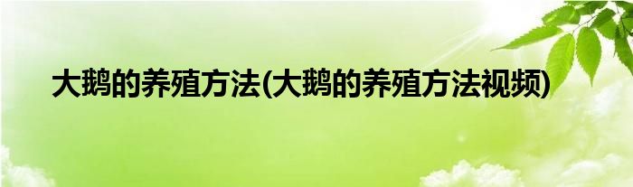 大鵝的養(yǎng)殖方法(大鵝的養(yǎng)殖方法視頻)