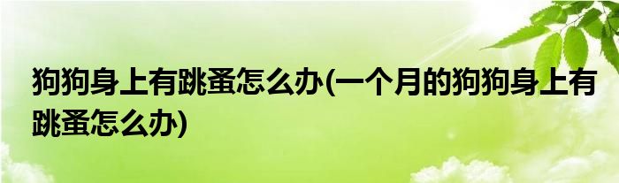 狗狗身上有跳蚤怎么辦(一個(gè)月的狗狗身上有跳蚤怎么辦)