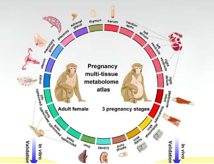 繪制懷孕期間代謝途徑的變化
