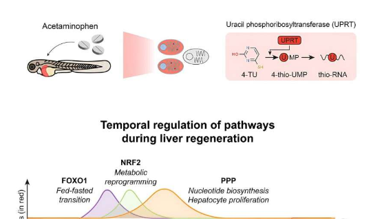 逆轉肝衰竭又近了一步：研究表明肝臟在受損時如何被觸發(fā)再生
