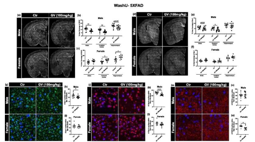 微生物組研究探討為什么更多女性患阿爾茨海默病