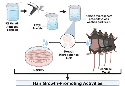 對小鼠的研究發(fā)現(xiàn)角蛋白微球凝膠是一種有前途的毛發(fā)生長工具