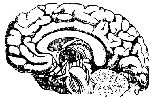 手術(shù)前人們的大腦錄音揭示了大腦如何計(jì)劃在說(shuō)話之前說(shuō)什么