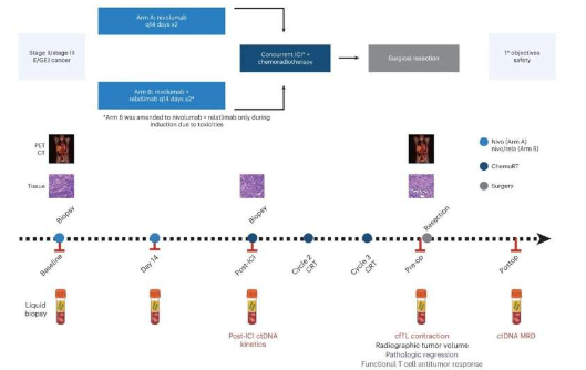 循環(huán)腫瘤 DNA 水平可預(yù)測(cè)免疫療法治療胃食管癌的結(jié)果