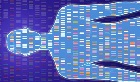 了解人類基因組的接線